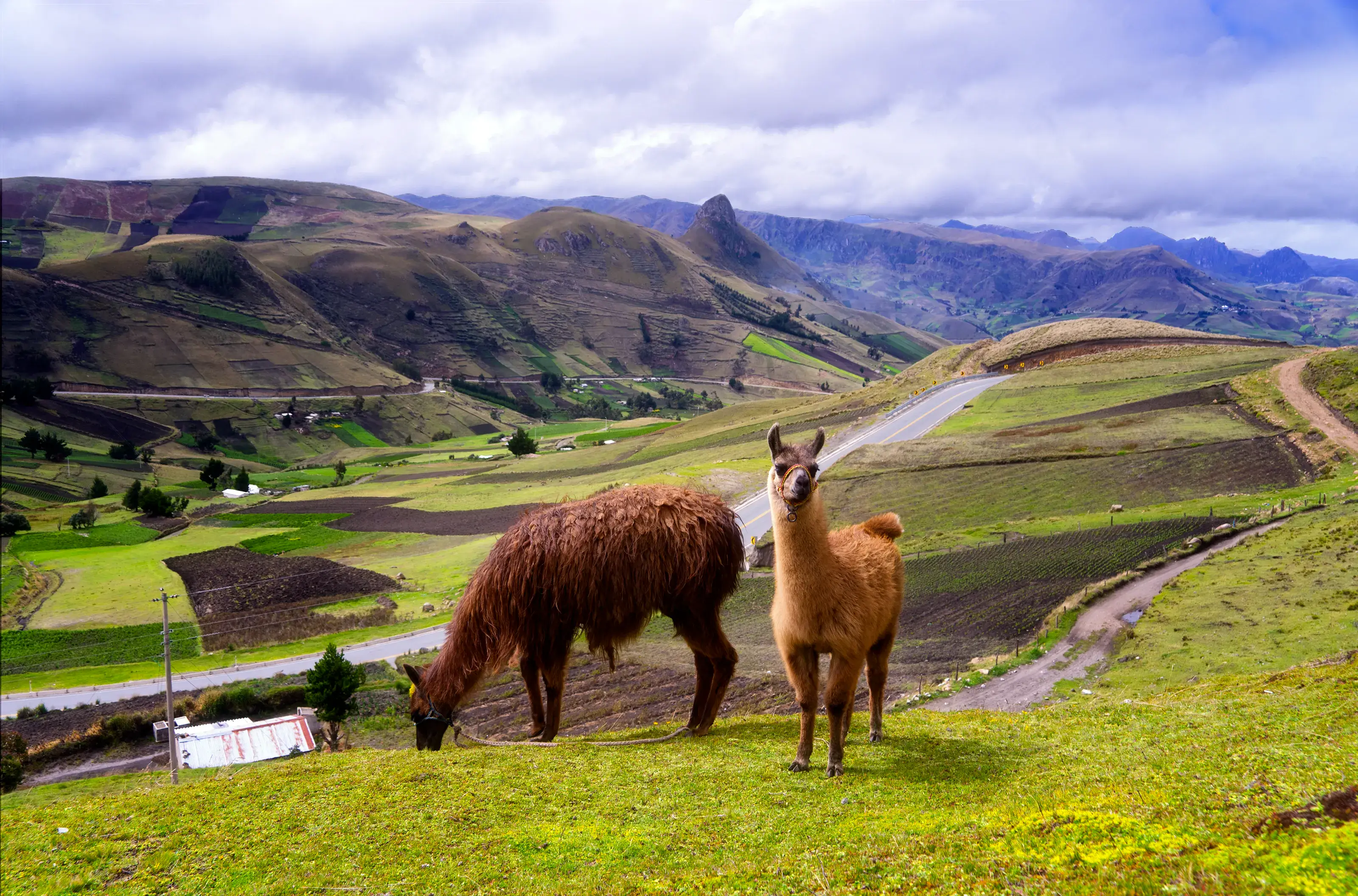 Llamas in Ecuador